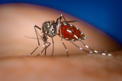 Chikungunya : 70 départements en alerte