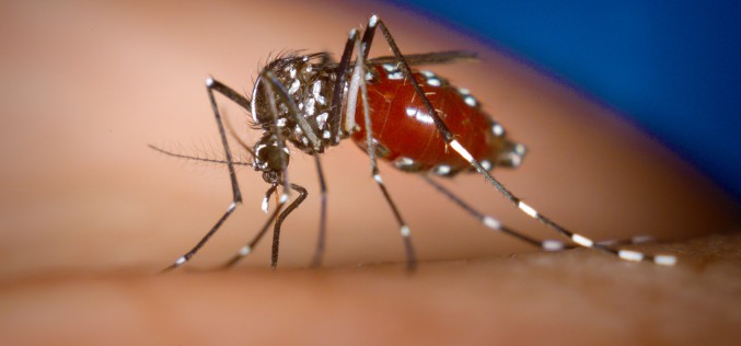 Chikungunya : 70 départements en alerte