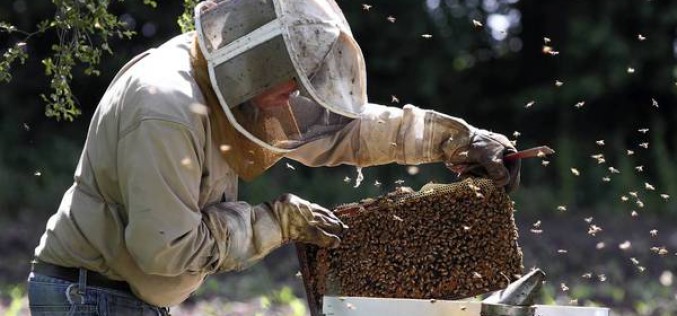 Ma première ruche : comment la choisir, comment m’en occuper ?