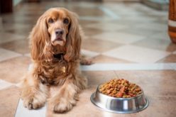 5 bonnes pratiques pour nourrir son chien